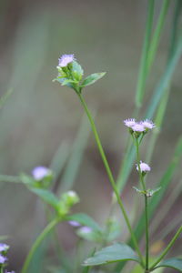 Close-up of purple flowering plant