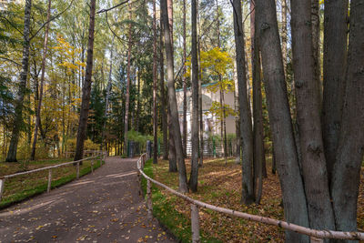 Road amidst trees in forest during autumn