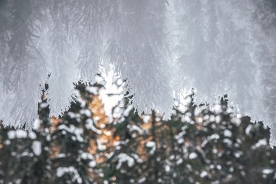 Close-up of pine tree during winter