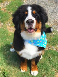 Portrait of dog on field