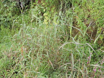 Full frame shot of grass on field