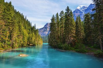 Scenic view of lake in forest against sky