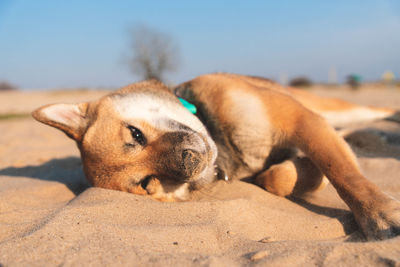 View of a dog lying on sand