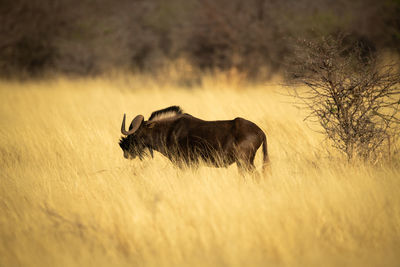 Black wildebeest stands in profile near bush