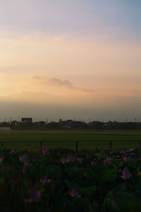 Scenic view of field against sky at sunset