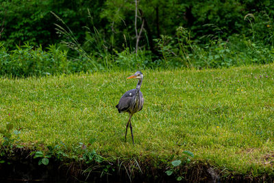 Hunting gray heron