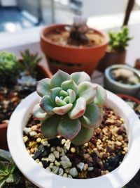 High angle view of succulent plant in pot