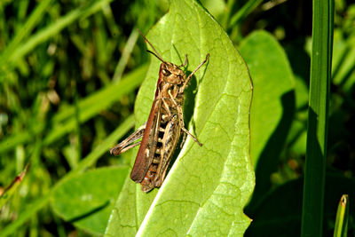 Close-up of butterfly on leaf