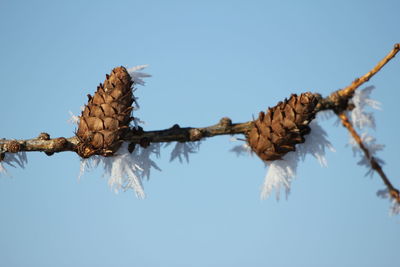 Low angle view of pine cones on branch against clear blue sky