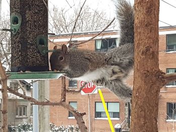 Cat hanging on tree