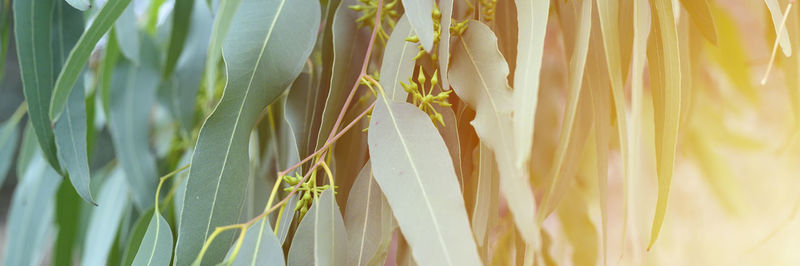 Close-up of fresh green plant