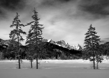 Trees on snow covered land against sky