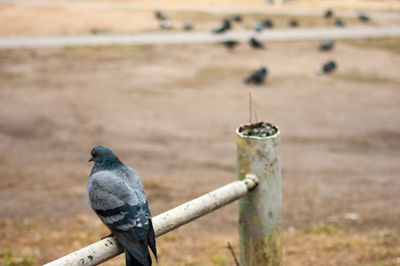 Close-up of bird perching on sand