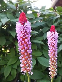 Close-up of pink flowering plant