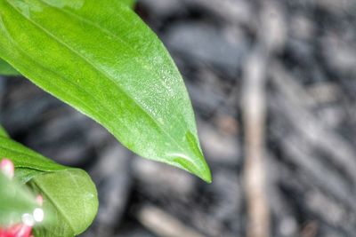 Close-up of wet plant leaves