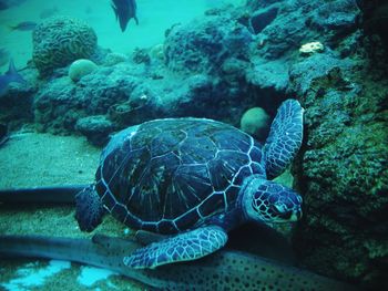 Close-up of turtle swimming in sea