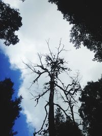 Low angle view of silhouette tree against sky