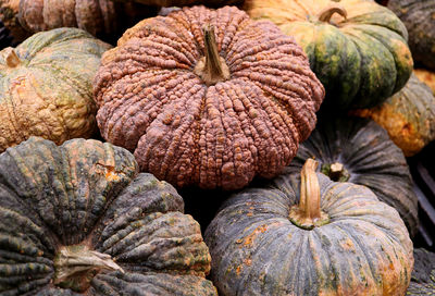 Pile of multi-color rough peel pumpkins, texture, background