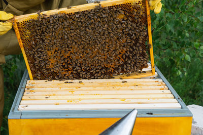Close-up of bee in garden
