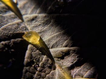 Close-up of lizard on dry leaf
