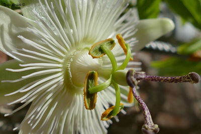 Close-up of yellow flower growing outdoors