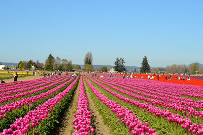 Pink flowering plants on field against sky