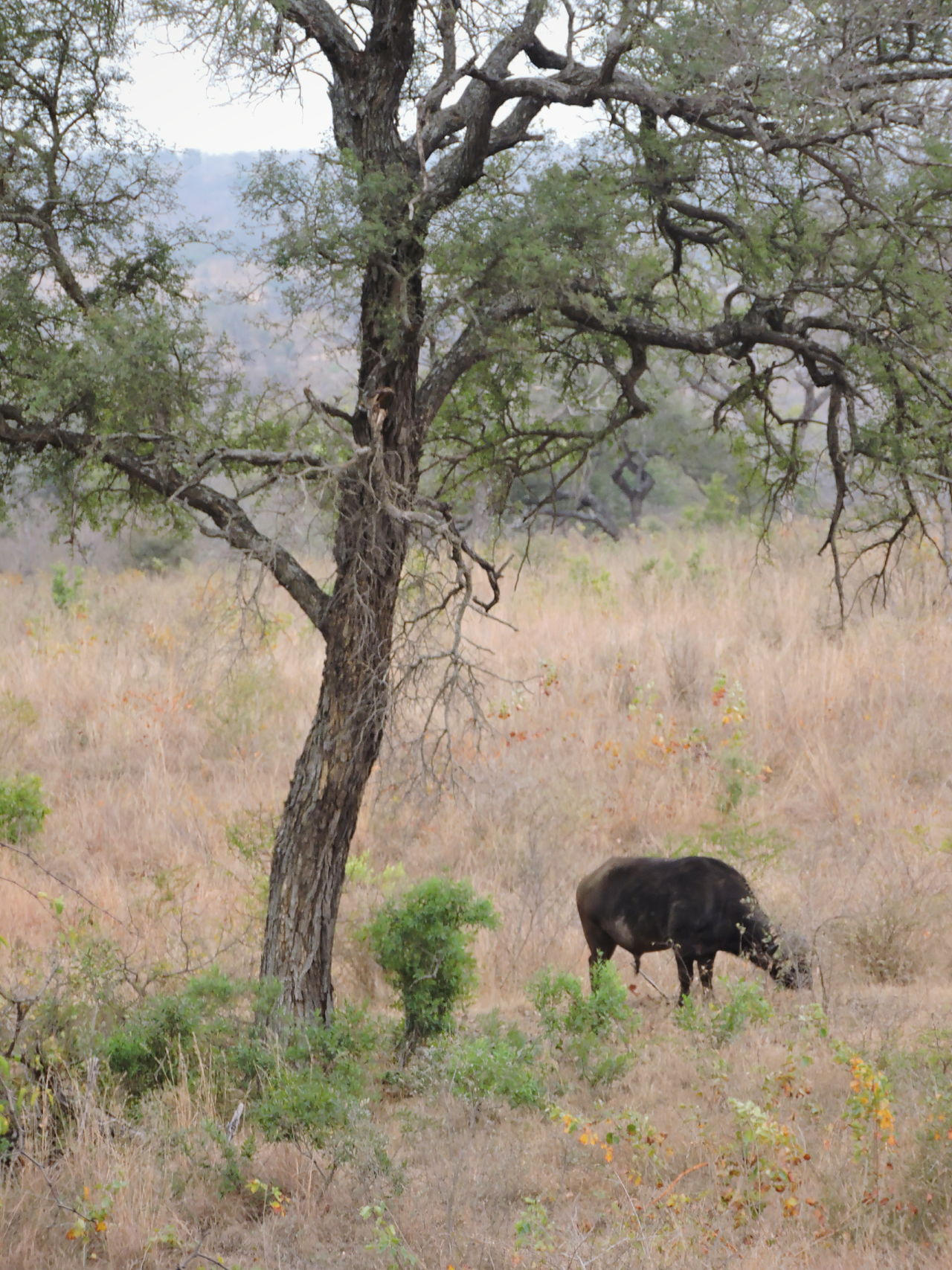 African winter