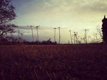 Scenic view of field against sky during sunset