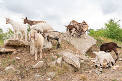 View of sheep on field