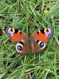 High angle view of butterfly on grass