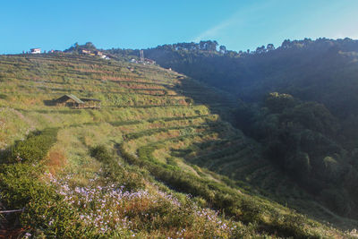 Scenic view of agricultural field against sky