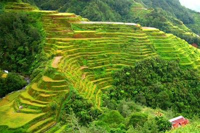 Scenic view of rice paddy