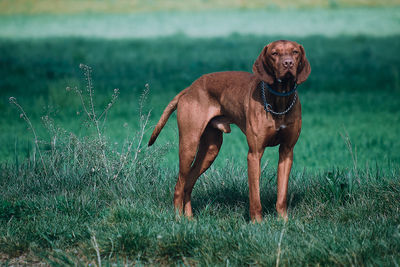 Dog standing on field