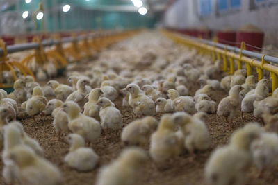 Close-up of white for sale in market