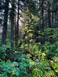 Trees growing in forest