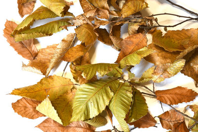 Close-up of autumnal leaves