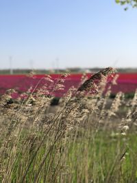 Close-up of flowering plant on field against sky