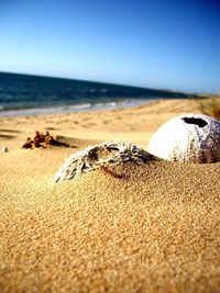 Close-up of shells on sand at beach against clear sky