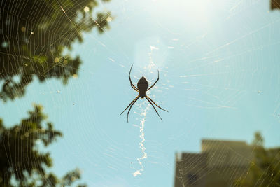 Close-up of spider on web against blue sky
