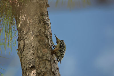 Low angle view of bird perching on tree against sky