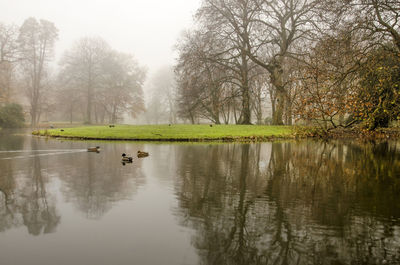 Reflection of trees in lake on a misty autumn day