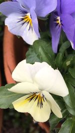 Close-up of white flower blooming outdoors