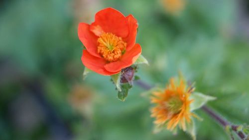 Close-up of red flowers