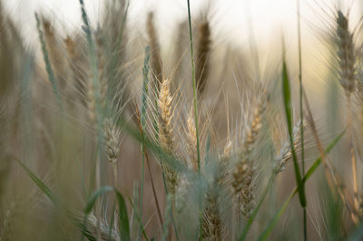 Close-up of wheat growing on field