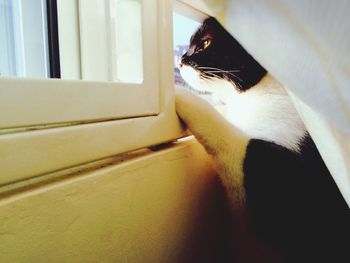 Cat sleeping on sofa