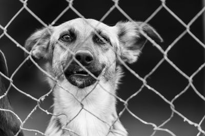 Close-up portrait of a dog