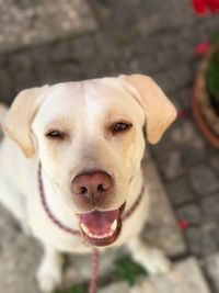 Close-up portrait of dog sticking out tongue outdoors