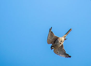 Low angle view of eagle flying against clear blue sky