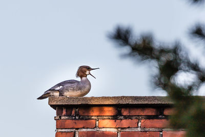 Bird perching on brick wall against clear sky