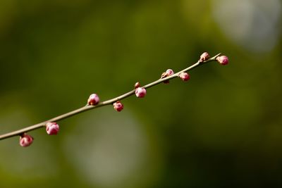 Close-up of wet plant